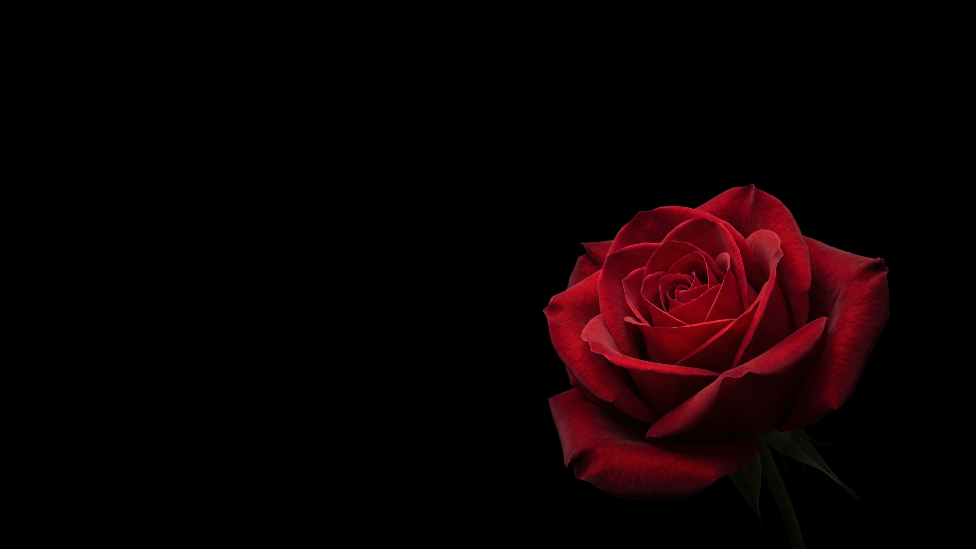 Crimson Rose Emerging Black Void 2